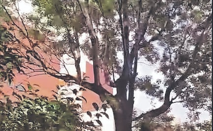 Colonos temen tala de árbol Eugenito en la Del Valle