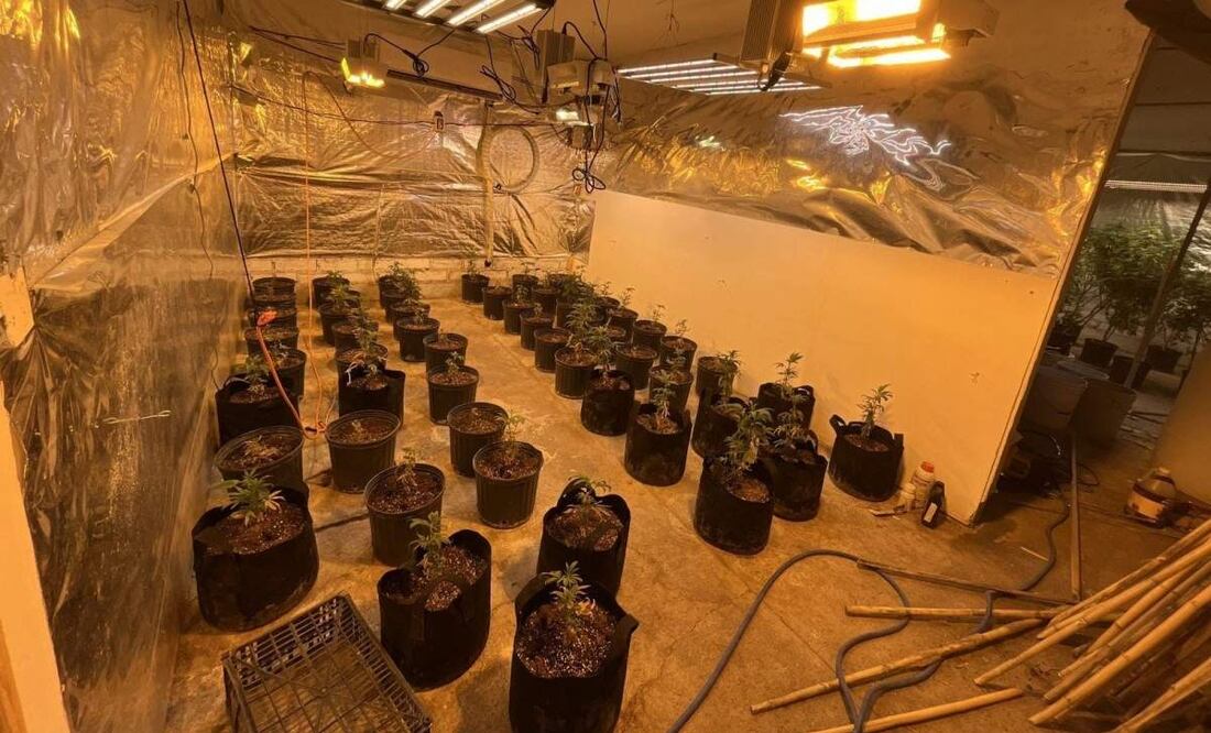 Un narcoinvernadero fue desmantelado en Zacatecas, México. Foto: Especial