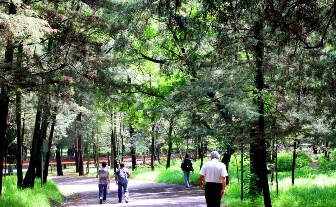 Entre 1982 y 2015, se ha producido un ascenso significativo de la cantidad de biomasa verde. Foto: Archivo