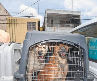 SSC podrá ingresar a las casas para rescatar animales