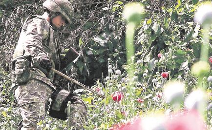 Quema PGR en Jalisco plantíos de marihuana y amapola