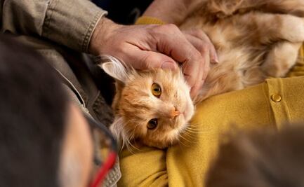 DIY: aprende a realizar un refugio para los gatos de la calle