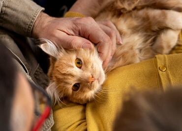DIY: aprende a realizar un refugio para los gatos de la calle