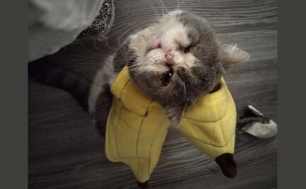 Un gathijo especial: ¿qué implica adoptar un animalito con alguna discapacidad?