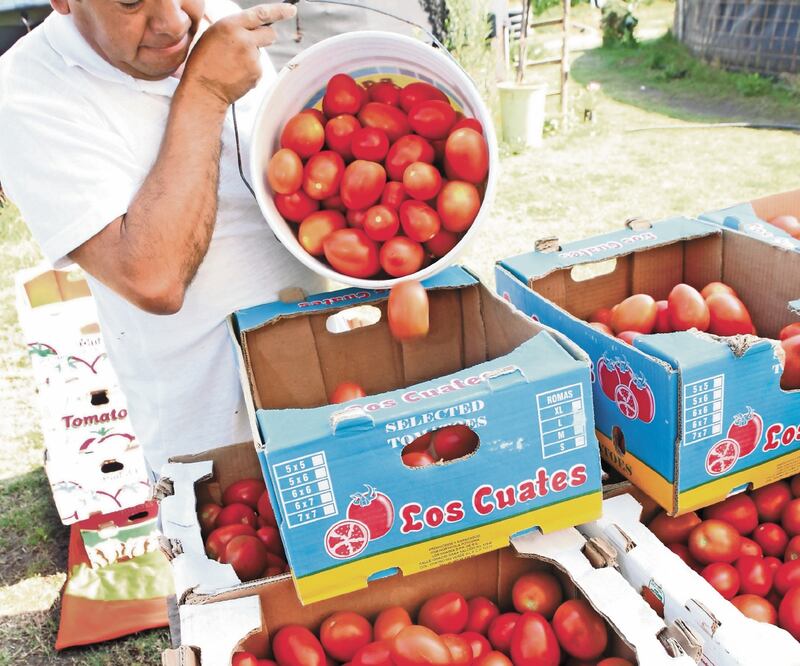 Pacto. El 19 de septiembre se llegó a un convenio para definir el precio mínimo de exportación del jitomate. Foto/ARCHIVO EL UNIVERSAL