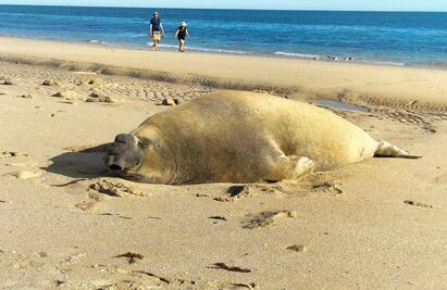Elefante marino de 3 metros hace visita “inusual” a playa de Puerto Peñasco, Sonora