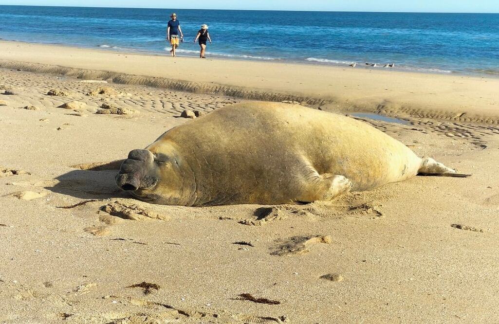 FOTO: Gobierno Puerto Peñasco