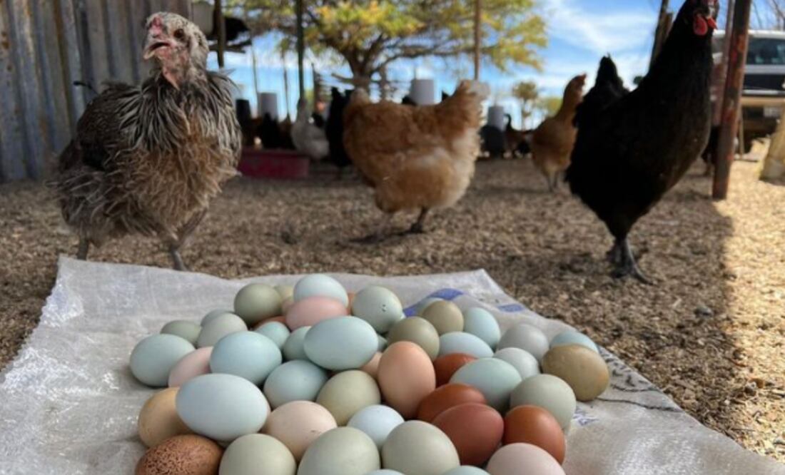 Conoce los huevos arcoíris. Foto: cortesía