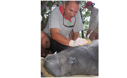 Esta es la increíble historia del hombre que se convirtió en manatí y del manatí que soñaba con ser hombre