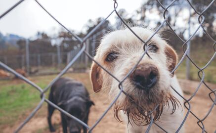 Registra a tu animal de compañía; aquí te decimos paso a paso cómo tramitar el RUAC