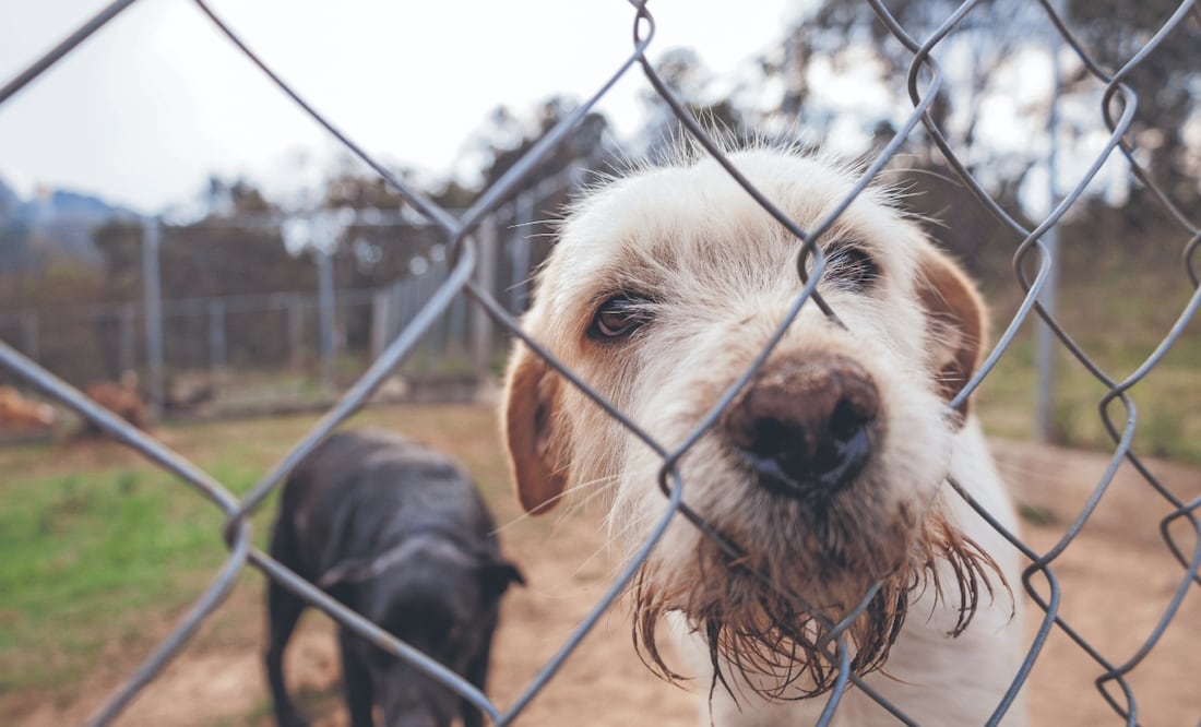 El objetivo de este Registro es generar políticas públicas en favor de animales de compañía. Foto: Yaretzy M. Osnaya/ EL UNIVERSAL