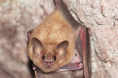 Biodiversidad de Colima, en riesgo de perderse