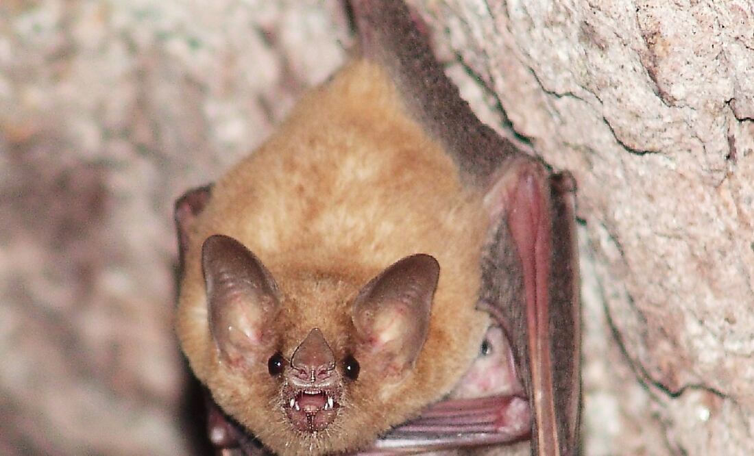 Un ejemplar de "Glossophaga soricina" y otro de "Balantiopteryx plicata" (CORTESÍA UNAM)