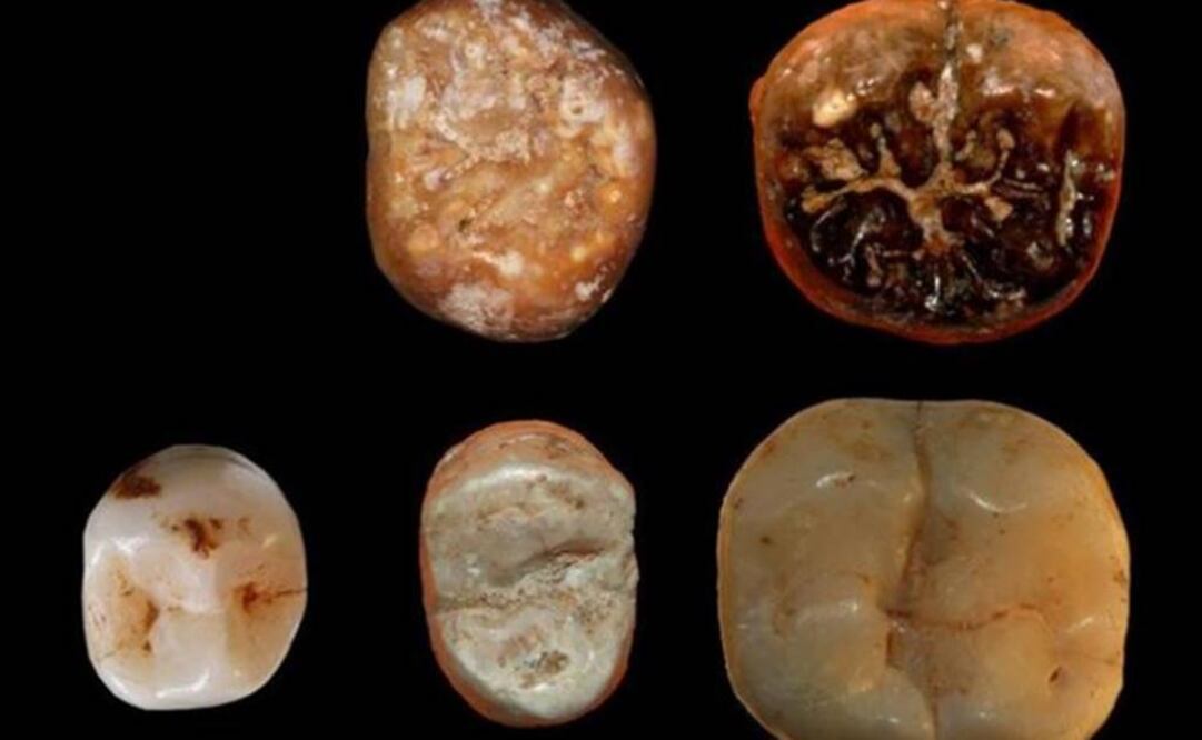 Dientes encontrados en la cueva de Qesem, centro de Israel. Foto: EFE