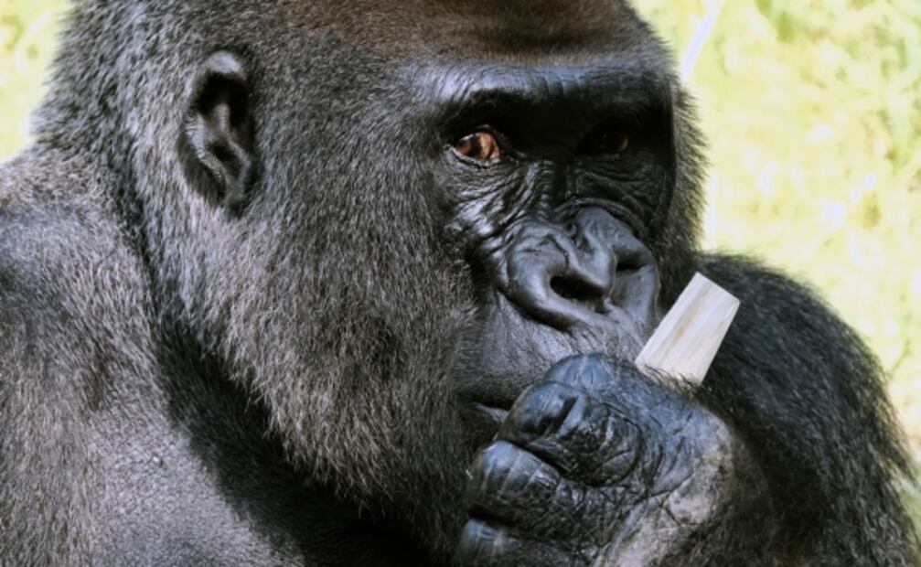 Selfies: El riesgo de contagiar con Covid-19 a gorilas