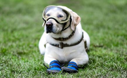 Tres momentos marcaron la carrera como rescatista de "Frida"