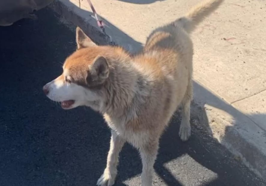 El animal fue puesto a salvo y quedó bajo resguardo de la autoridad municipal. Foto: Especial