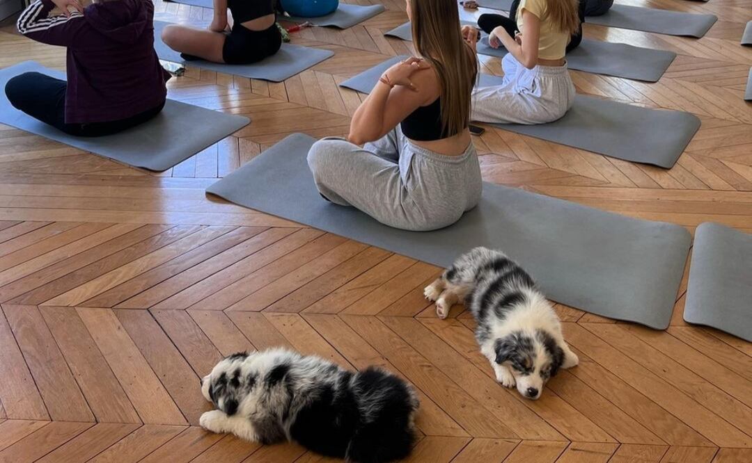 Italia prohíbe el "yoga con cachorros" tras informes de presunto maltrato animal. Foto: Instagram (@puppy_yoga_madrid)