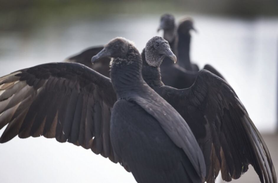 Zopilotes para desviar la atención