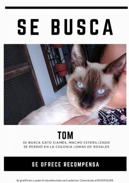 Pixi-huarache, el gato de las dos casas en Tamaulipas