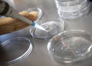 Descubren cómo rejuvenecer células humanas