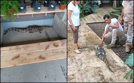 Capturan lagarto en estacionamiento de tienda de autoservicio en Tapachula, Chiapas