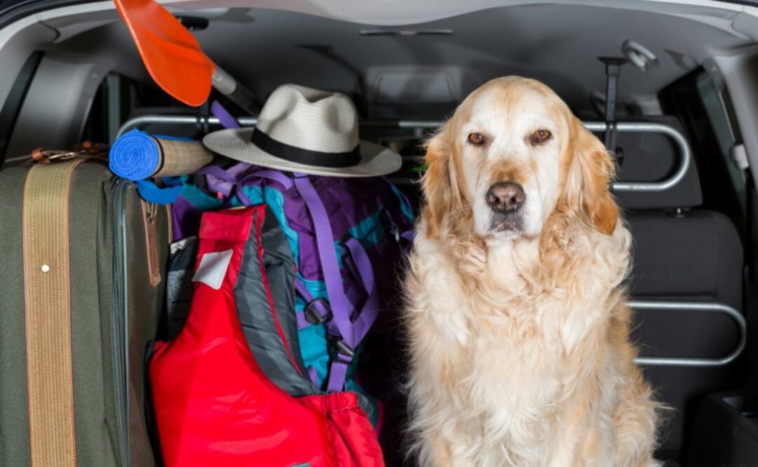 Es una iniciativa mexicana disponible desde 2015. (Foto: iStock)
