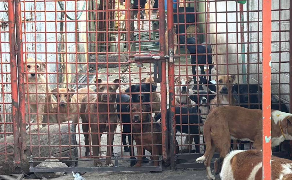 Rescate de perritos del Refugio Franciscano. Foto: Especial.