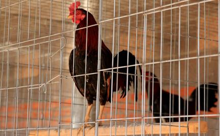 "Dejen de besar a sus aves de corral domésticas", piden ante rebrotes de salmonelosis en EU