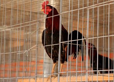 "Dejen de besar a sus aves de corral domésticas", piden ante rebrotes de salmonelosis en EU