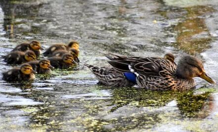 Una familia de patos emocionó a todos por su heroico accionar