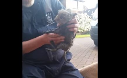 Rescatan a zorrito que cayó al drenaje