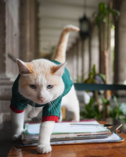 "Coco", el gatito de Palacio Nacional que se pone la verde para apoyar a México en el Mundial. Foto: Especial