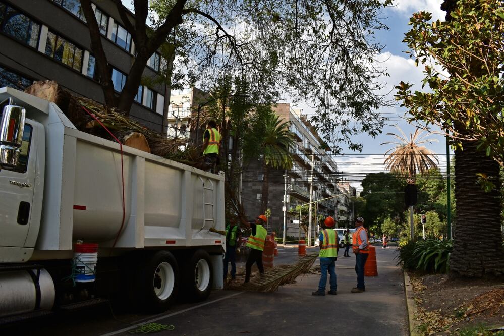 En el estudio, investigadores analizaron 601 palmeras de tres especies en la Ciudad de México: Phoenix canariensis, Washingtonia robusta y Syagrus romanzoffiana. Foto: Abril Angulo / EL UNIVERSAL