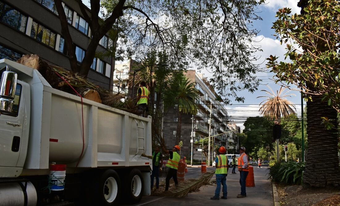 En el estudio, investigadores analizaron 601 palmeras de tres especies en la Ciudad de México: Phoenix canariensis, Washingtonia robusta y Syagrus romanzoffiana. Foto: Abril Angulo / EL UNIVERSAL