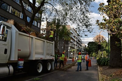 Afectan 18 tipos de hongos a las palmeras en la CDMX