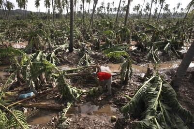 Cubrirán seguros daños a la agricultura causados por “Patricia”
