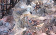 Rescatan a 75 tarántulas en bolsas de plástico y 20 tortugas en camión de pasajeros en Chihuahua; detienen a dos