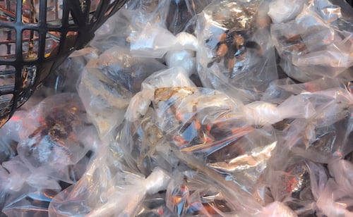 Rescatan a 75 tarántulas en bolsas de plástico y 20 tortugas en camión de pasajeros en Chihuahua; detienen a dos
