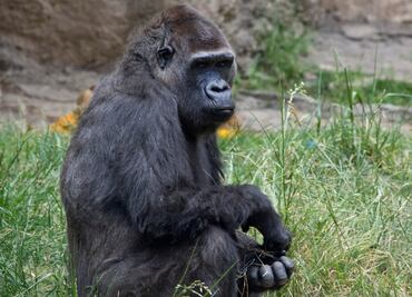 Muere la gorila Arila, viuda de Bantú, en Zacango
