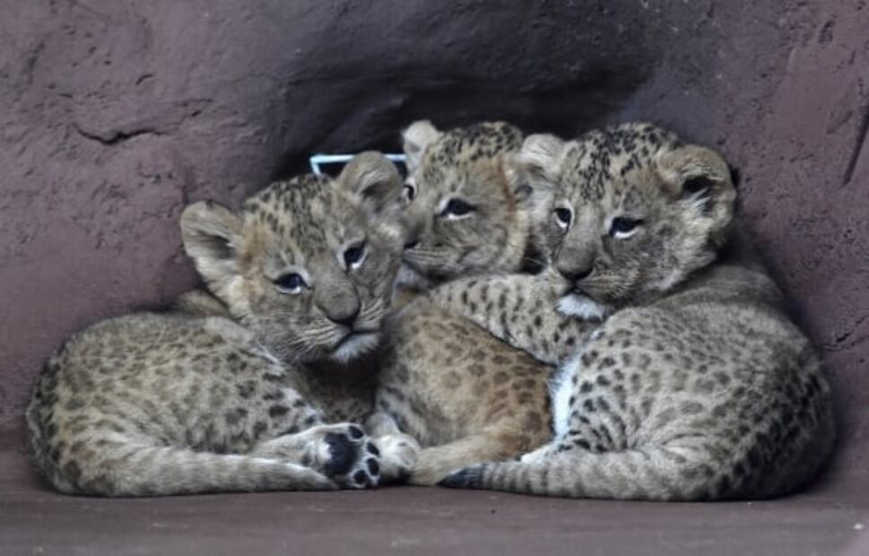 Leones y hienas tienen una compleja relación en la naturaleza