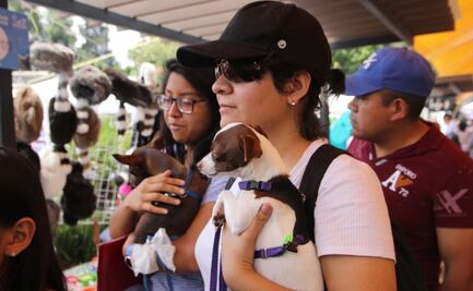 ¡Decenas acudieron con sus lomitos y michis! Con éxito, Tlalpan realiza primer día del Animal Fest