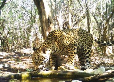 Especialistas monitorean especies en la Reserva de la Biósfera de Ría Lagartos, Yucatán