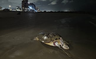 Ambientalistas acusan al gobierno de no atender derrame de petróleo en el Golfo de México; exigen transparencia