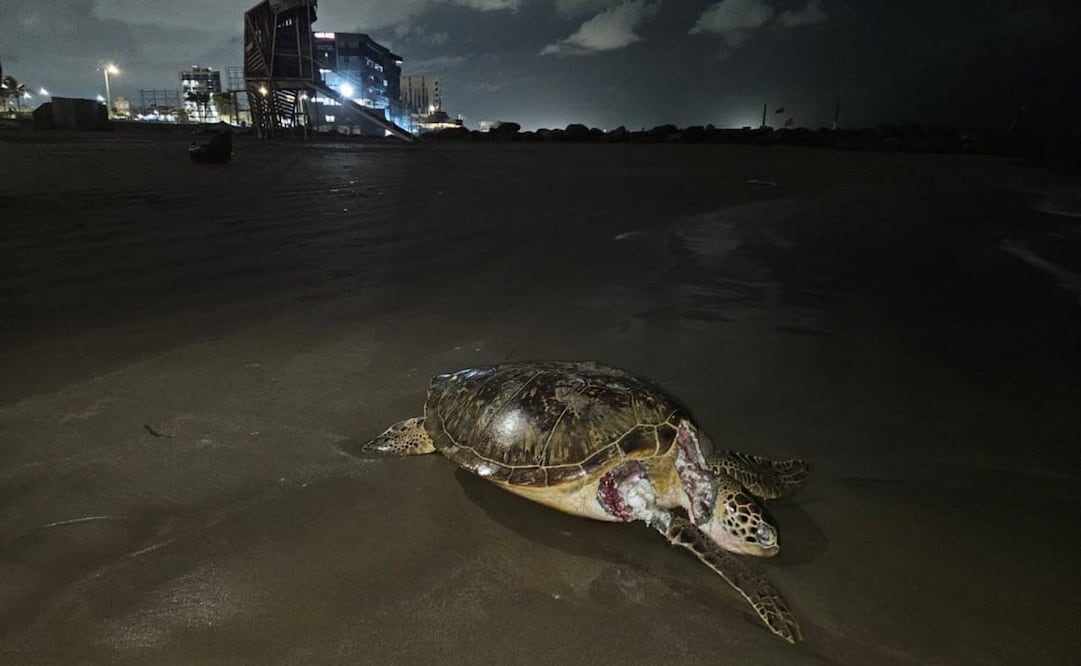 Derrame de petróleo en el Golfo de México era conocido por autoridades, aseguran ambientalistas. Foto: Cortesía Greenpeace/ Cuartoscuro