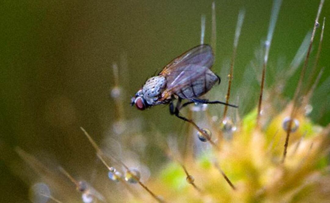 Desde hace una década Senegal libra una batalla contra ese insecto. Foto: Archivo