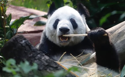 Hay recursos para alimentar “en cantidad y calidad” a animales de zoológicos: Sedema 