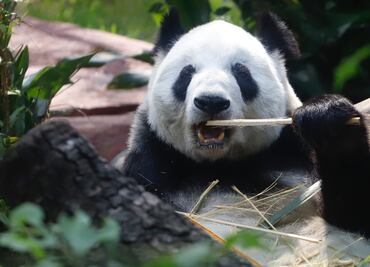 Hay recursos para alimentar “en cantidad y calidad” a animales de zoológicos: Sedema