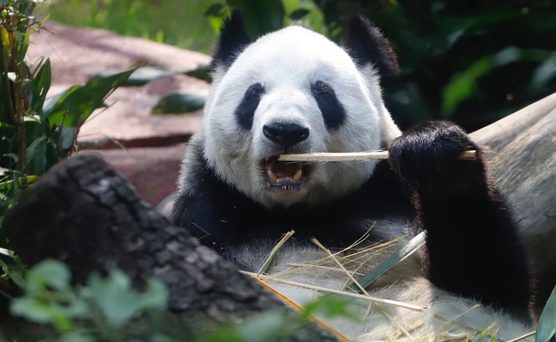 Fotografía: Berenice Fregoso / EL UNIVERSAL