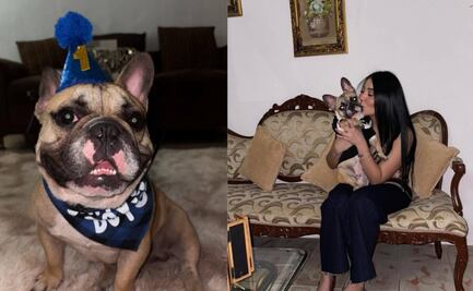 Denuncian presunta negligencia en estética canina de Mérida; bulldog francés muere tras servicio de baño y corte